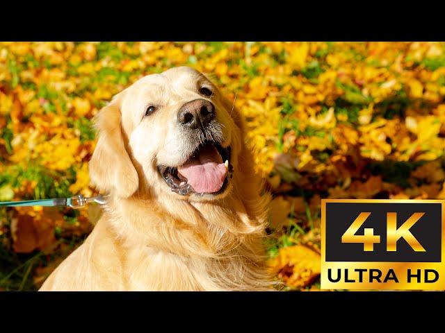 DOG TV: Video Entertain Keep Your Dog Happy When Home Alone  Anti-Stress & Anxiety Music for Dogs