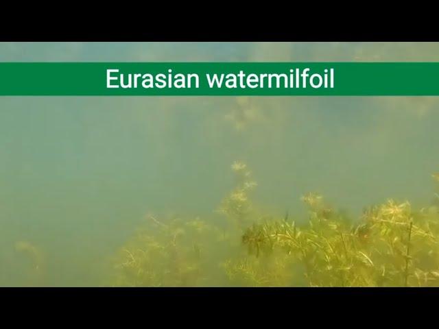 Aquatic Invasive Species Spotlight: Eurasian watermilfoil