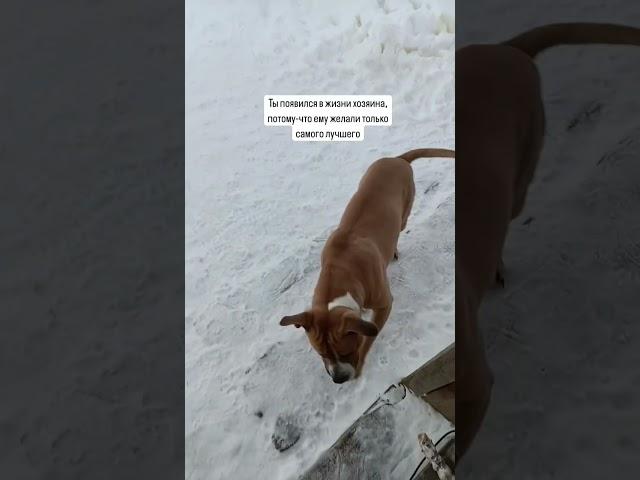  #doghandler_LU #doghandler #amstaff #dog #кинолог #дрессировкасобак #собака