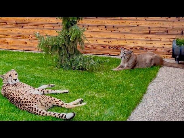 Messi and Gerda lie down next to each other! News from puma Messi and cheetah Gerda's walk