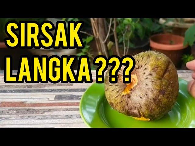 SIRSAK LANGKA, DAGINGNYA KUNING | Soursop is rare, its flesh is yellow and its seeds are like gold.