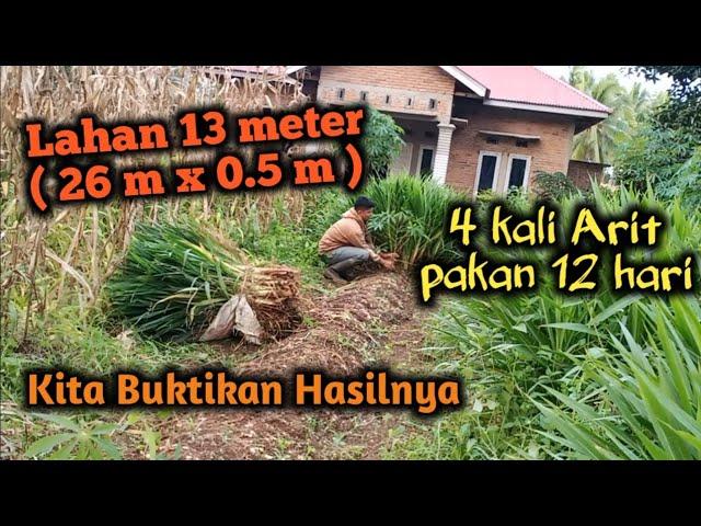 Arit Lahan Odot 13 meter.. Pembuktian Hasil Lahan Odot sistem tanam 1 baris isi 7