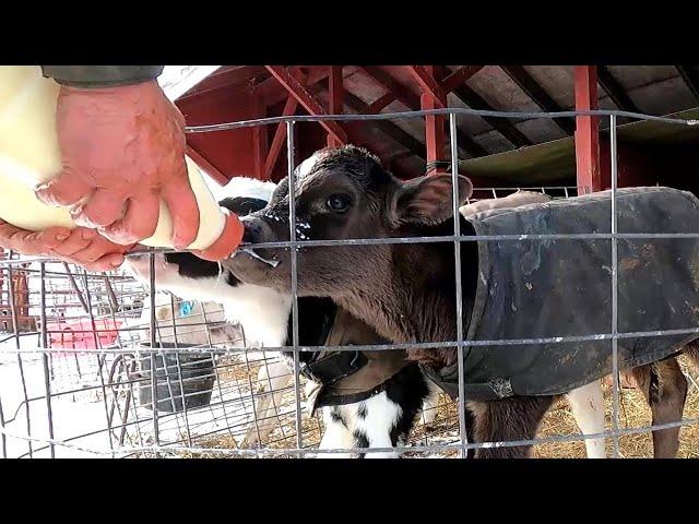 Feeding Calves On A Wisconsin Dairy Farm!