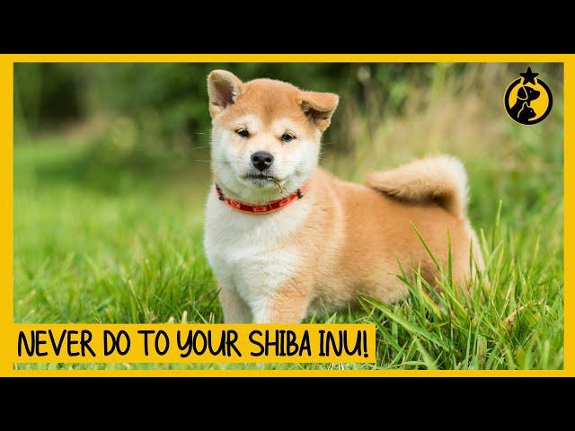 8 Things You Must Never Do to Your Shiba Inu