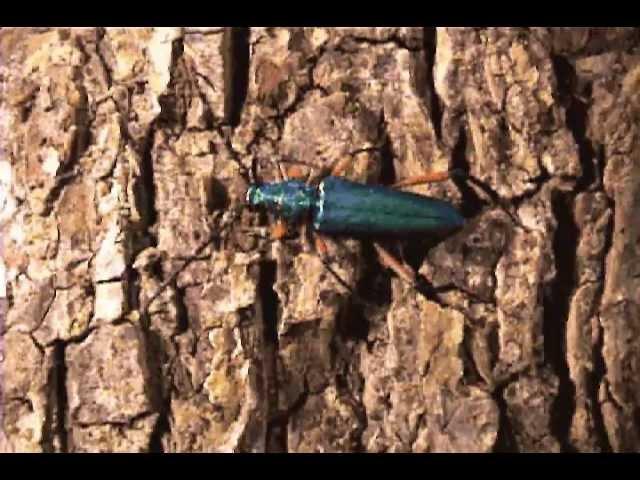 Green longhorn beetle