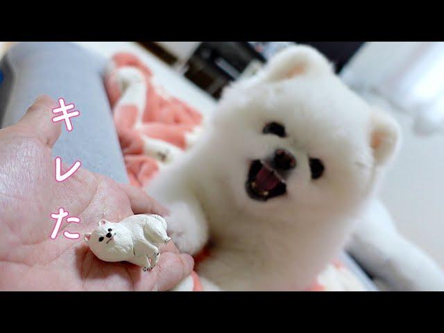 小さすぎる子犬にキレてしまったポメラニアン