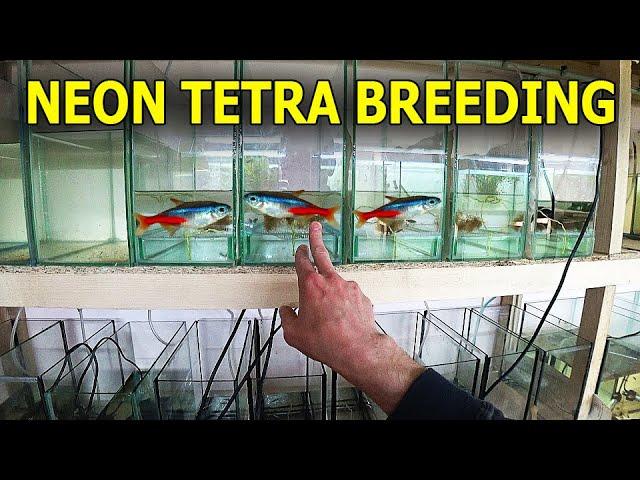 How do i breed neon tetras