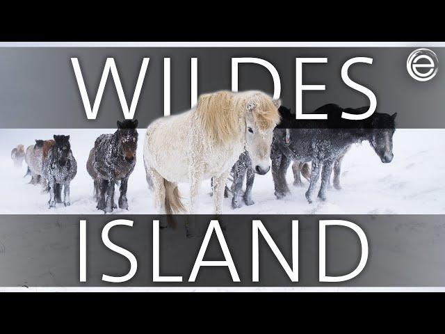 Wildes Skandinavien: Island | Erlebnis Erde