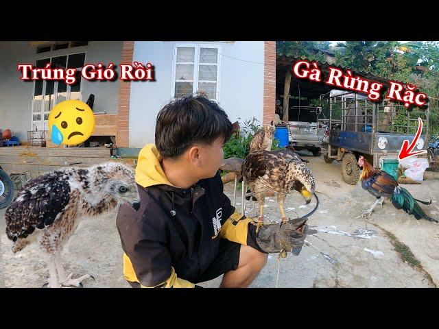 Bán Hết Đại Bàng Và Xích Chân Gà Rừng Rặc | Dũng Tây Bắc