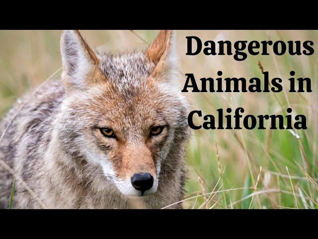 California's Most Dangerous Animals