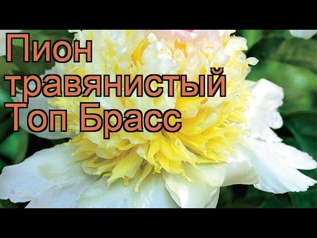 Пион травянистый Топ Брасс (paeonia top brass)  обзор: как сажать, рассада пиона Топ Брасс