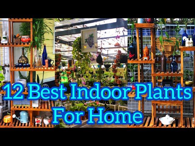 12 Best Indoor Plants | ഇൻഡോർ സസ്യങ്ങൾ | Green Life | Jobin Magic World