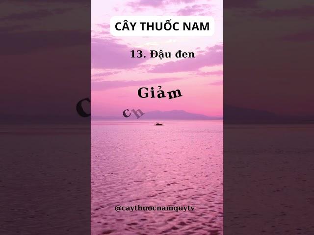 Cây Thuốc Nam Quý ️ Đậu Đen