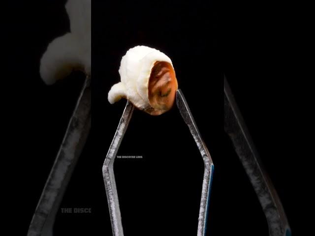 How Popcorn Pop's | #relaxing #closeup #foryou #popcorn #satisfying #lenstapping #lens #wow #pop