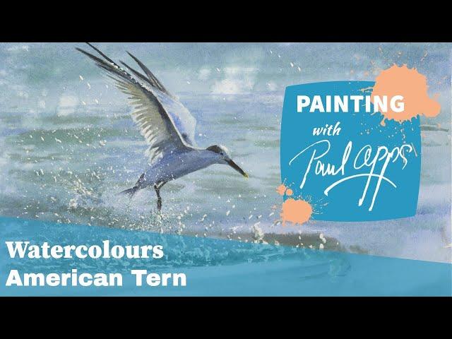 How to Paint an American Tern from Florida (Sandwich Tern)