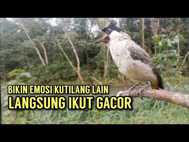 Suara pikat kutilang 100% ampuh bikin emosi kutilang liar || Cocok Untuk Masteran & Pikat Anda