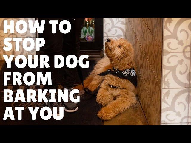 My dog won't stop barking at me! HOW YOU CAN STOP DEMAND BARKING! | Dani The Dog Trainer