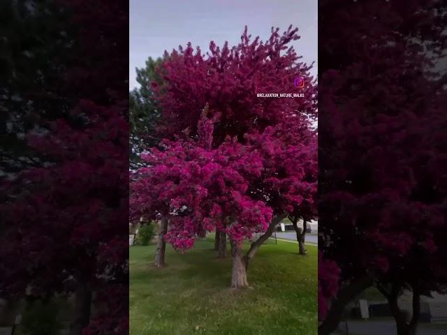 Crabapples blossoms: #crabapple #tree #nature #purple #canada  #ontario #Hiking #walking