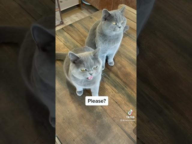 Polite British shorthair cats talking!