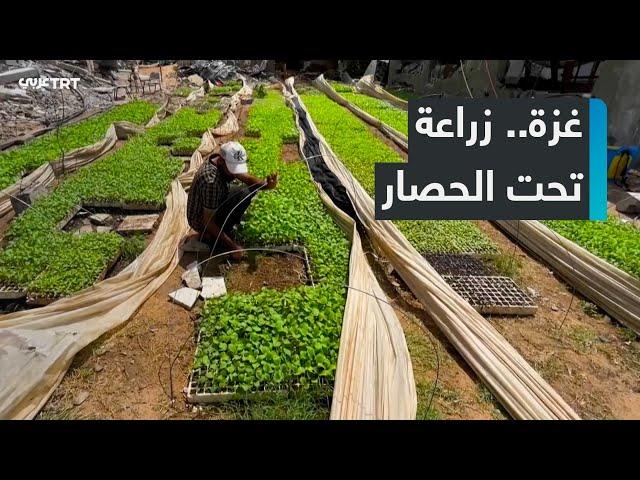 يوسف أبو ربيع يتحدى الحصار والقصف بإنشاء مشتل صغير في غزة لتوفير المحاصيل للعائلات