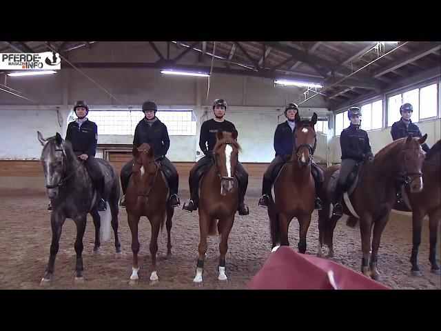 Polizeipferde - Training und Gewöhnungsarbeit (www.pferde-magazin.info)