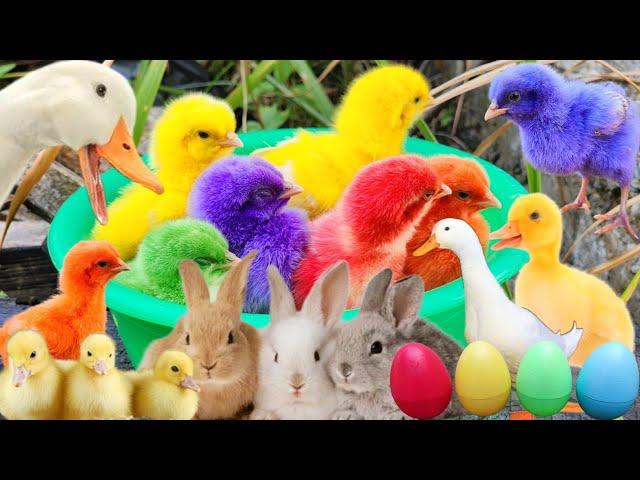 Catch Cute Chickens, Colorful Chickens, Rabbits, Cat, Goose, Duck, Betta Fish, Cats, Animal Cute #40