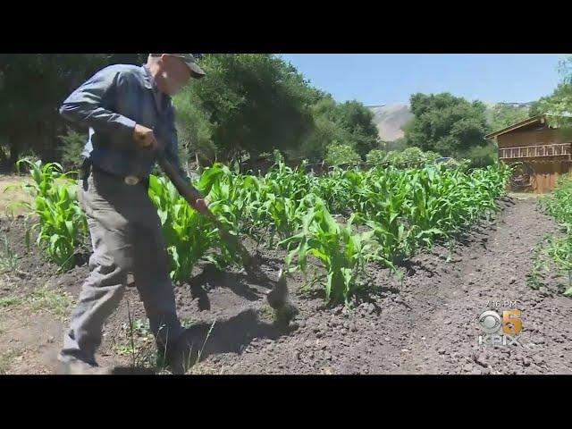 San Juan Bautista Grower Has Success With Dry-Farming Technique