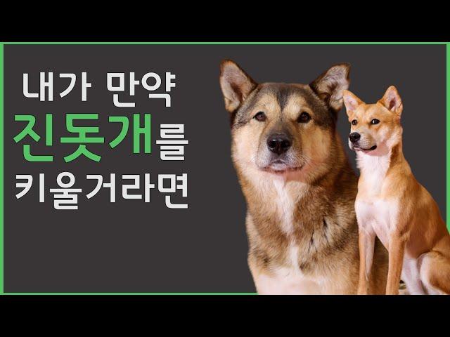 진돗개 키우기 전, 이 영상만 보시면 됩니다.