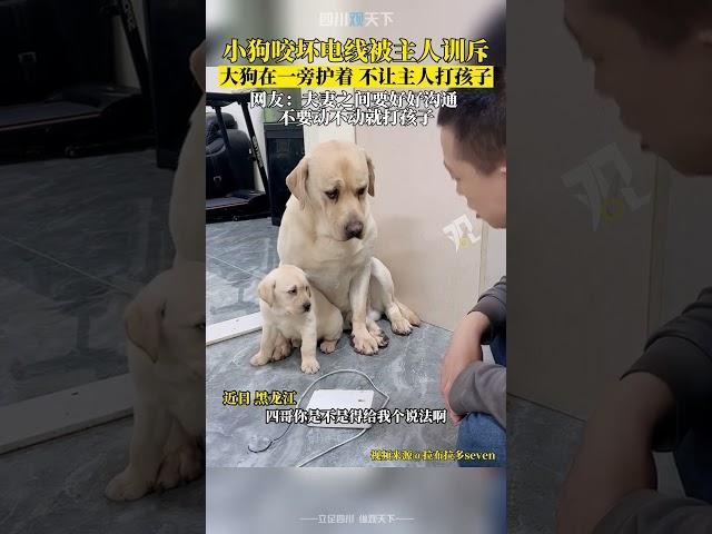 拒絕“家暴”！小狗咬壞電線被主人訓斥，大狗在一旁牢牢護崽！