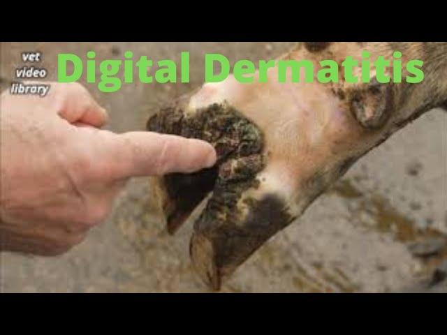 Hairy Heel Warts, Strawberry Foot, Digital Warts, Digital Dermatitis