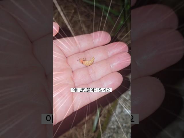 날개 없는 반딧불이가 있다?? 오늘의 주인공!! #반딧불이 #개똥벌레  #firefly