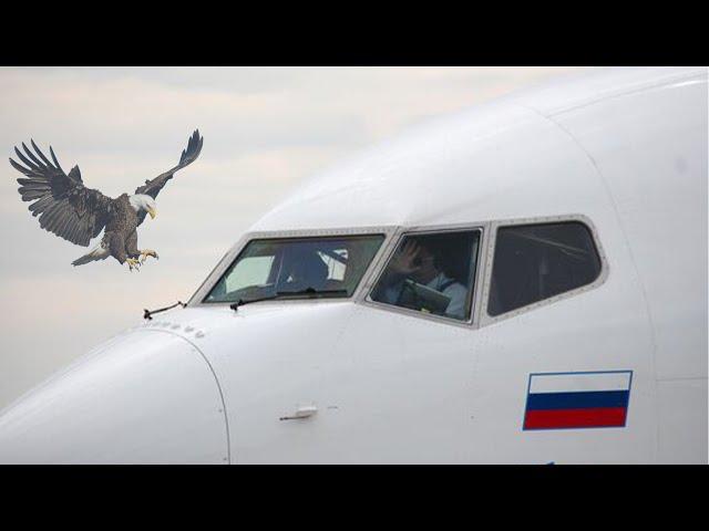 The Battle Between Planes and Birds