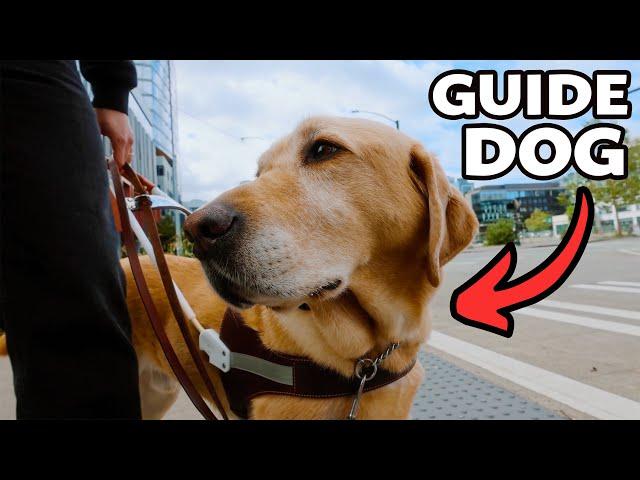 My guide dog SAVED MY LIFE