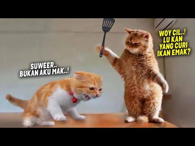 Try Nou To Laugh.! Funniest Cats Videos That Will Make You Laugh ~ Best Funny Cats Videos Of 2023