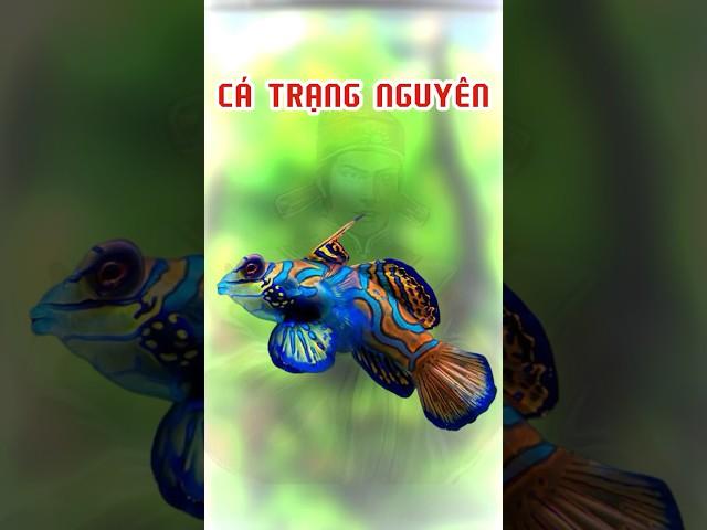 Các cháu sắp thi đại học sắm nên sắm em này  #aquariumfish #thaihoaaquarium