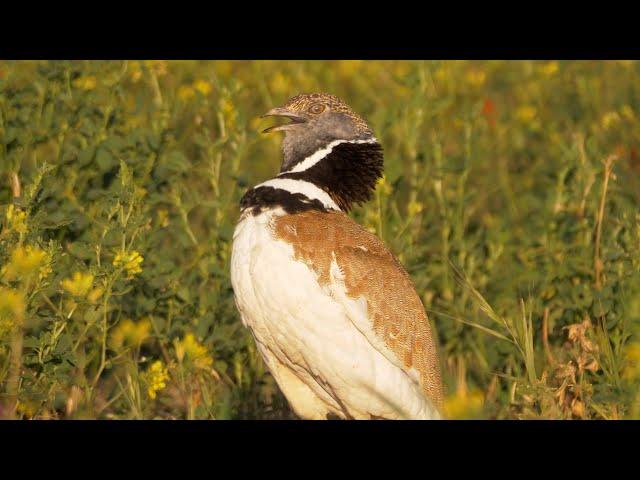 Little Bustard Call and Display