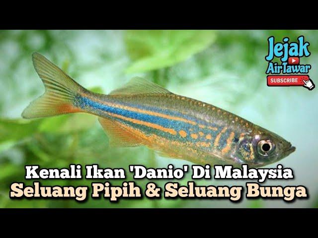 Ikan seluang pipih & seluang bunga