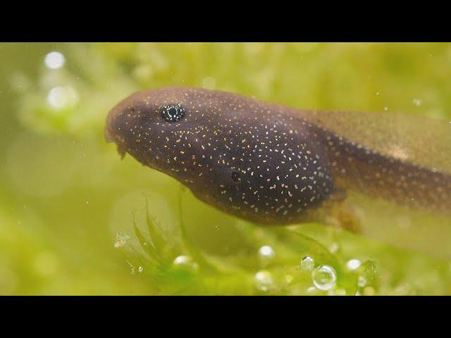 Grasfrosch | vom Ei zur Kaulquappe | Rana temporaria | Common frog