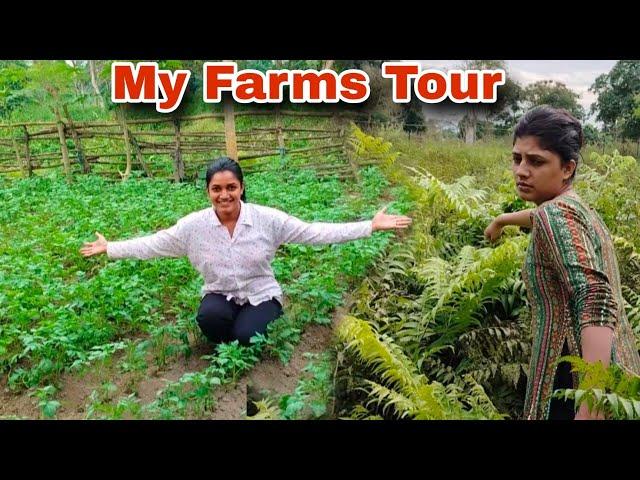 Village Farms Tour ||Collecting Green Vegetables in Jungle||Cooking Suji Gulab jamun 