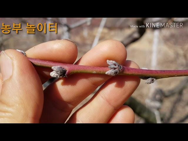 복숭아 전정 가지치기 전 꽃눈 잎눈 구별법  The distinction between flower eye and leaf before peach pruning 귀농귀촌 초보 농부