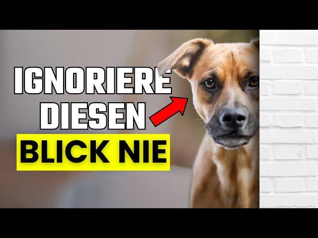 Warum starrt dein Hund dich ständig an? (Schockierende Gründe)