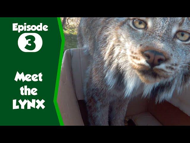 Meet the Canadian Lynx at Northumberland Zoo, our keepers give them fun enrichment!