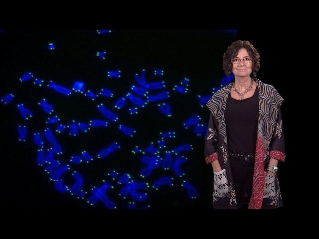 Titia de Lange (Rockefeller U.) 1: Telomeres and human disease