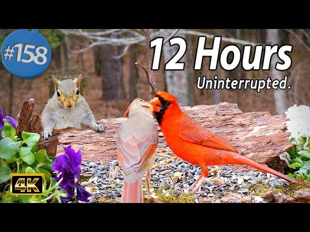 Cat TV 12 Hours of Birds  Squirrels  Uninterrupted TV for Cats No Ads Interrupting 4K