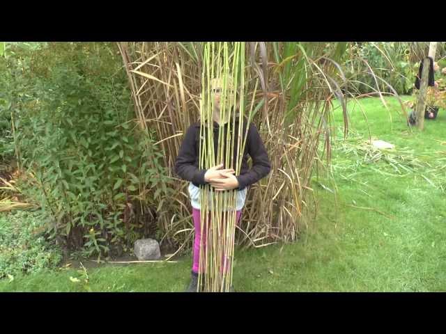 Pflanzen Vermehrung Teil 6. Chinaschilf (Miscanthus). Gärtnertipp Instructions