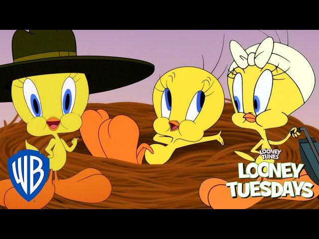 Looney Tuesdays | Best of Tweety from Looney Tunes Cartoons | Looney Tunes | @WB Kids