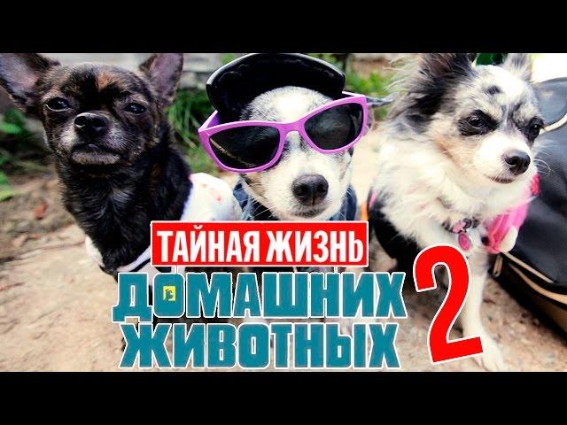 ТАЙНАЯ ЖИЗНЬ ДОМАШНИХ ЖИВОТНЫХ ПО-РУССКИ | 2 СЕРИЯ