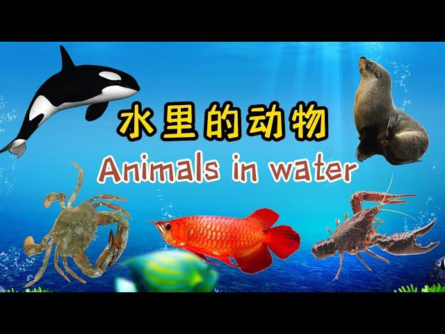 水里的动物 | Animals in Water | Learn Animals Sounds and Names | 中文加油站GG |@Chineseclass365