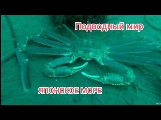 дайвинг Владивосток. дайвинг для начинающих. дайвинг приморский край. подводный мир