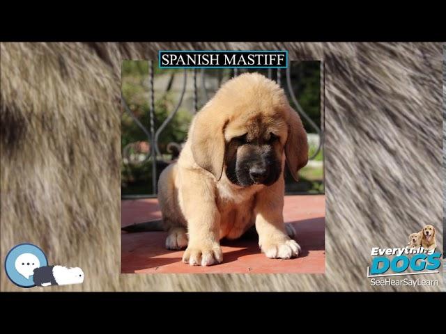 Spanish Mastiff  Everything Dog Breeds 